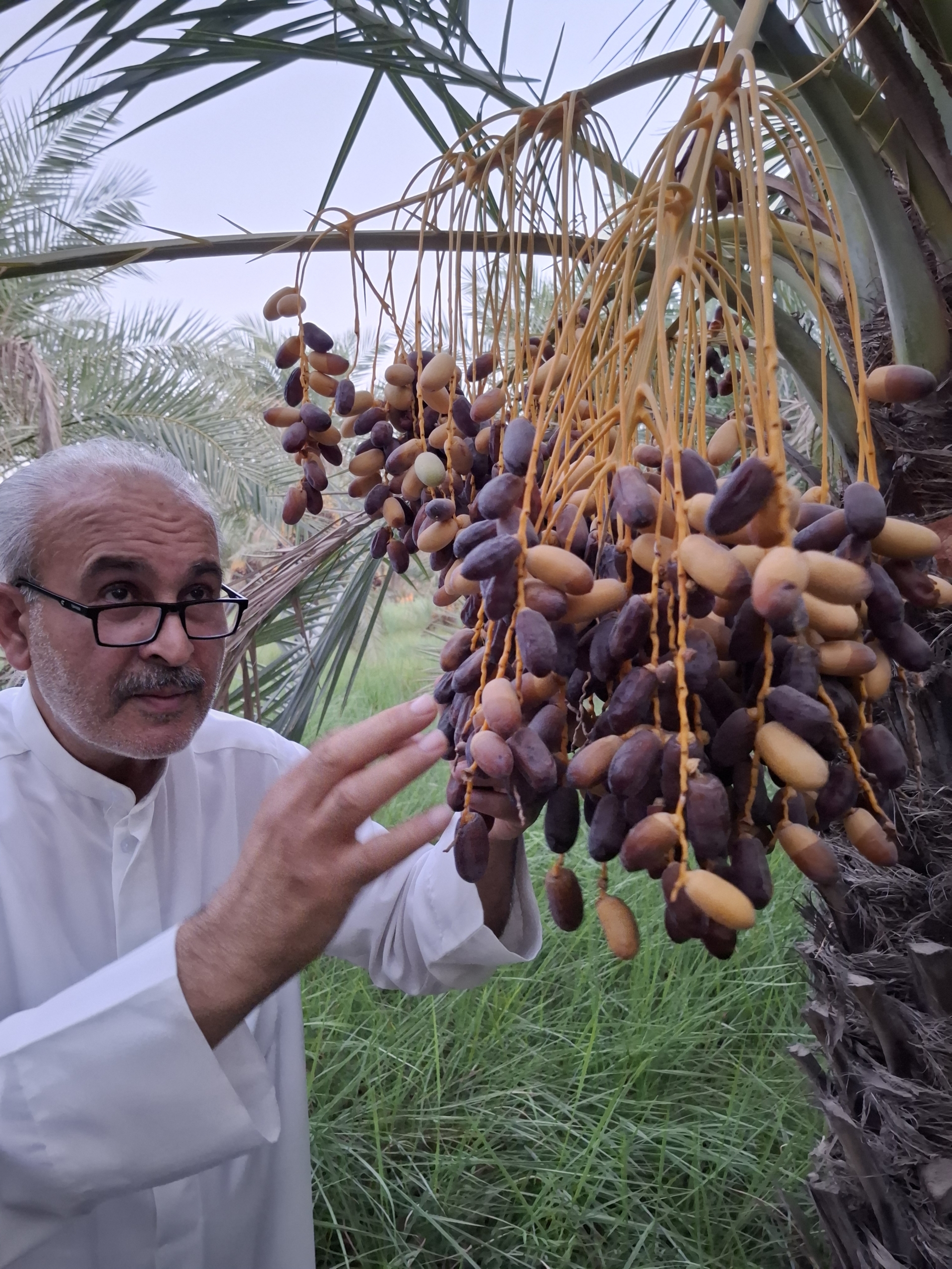 خرمای ارگانیک
